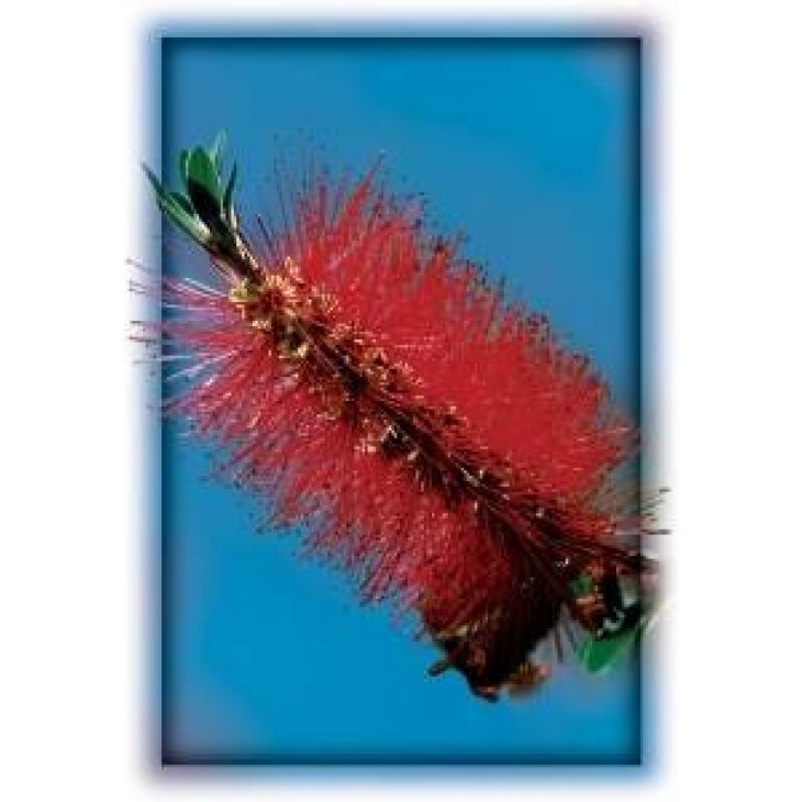 Australian Bush Flower Bottlebrush Fiori Australiani contro Sovraccarico Emotivo