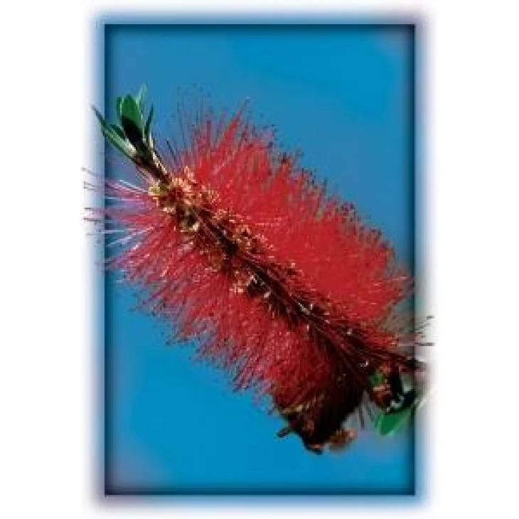 Australian Bush Flower Bottlebrush Fiori Australiani contro Sovraccarico Emotivo
