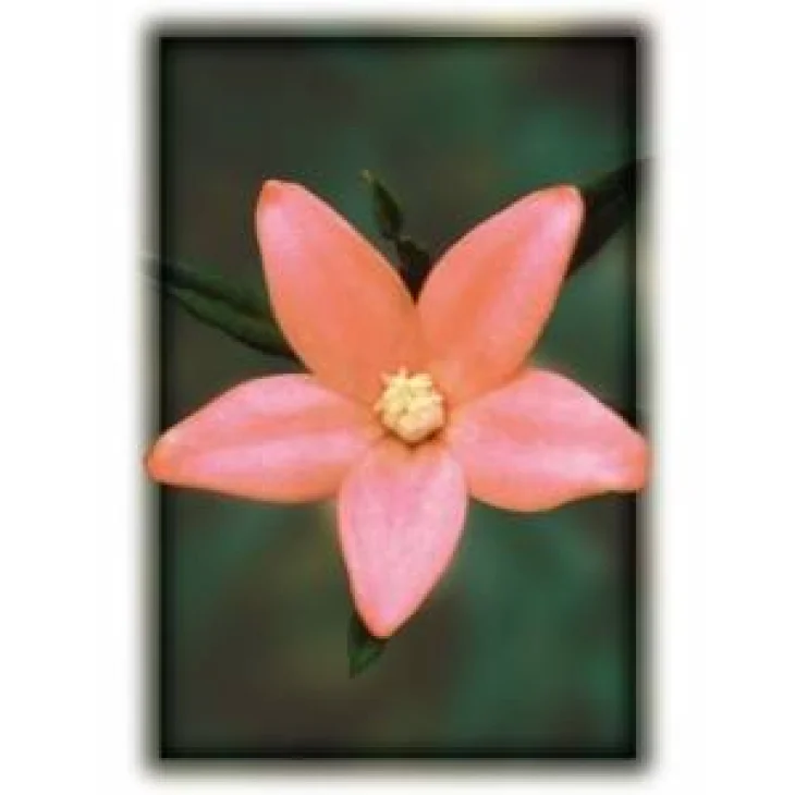 Australian Bush Flower Crowea Fiori Australiani contro Preoccupazioni e Ansia
