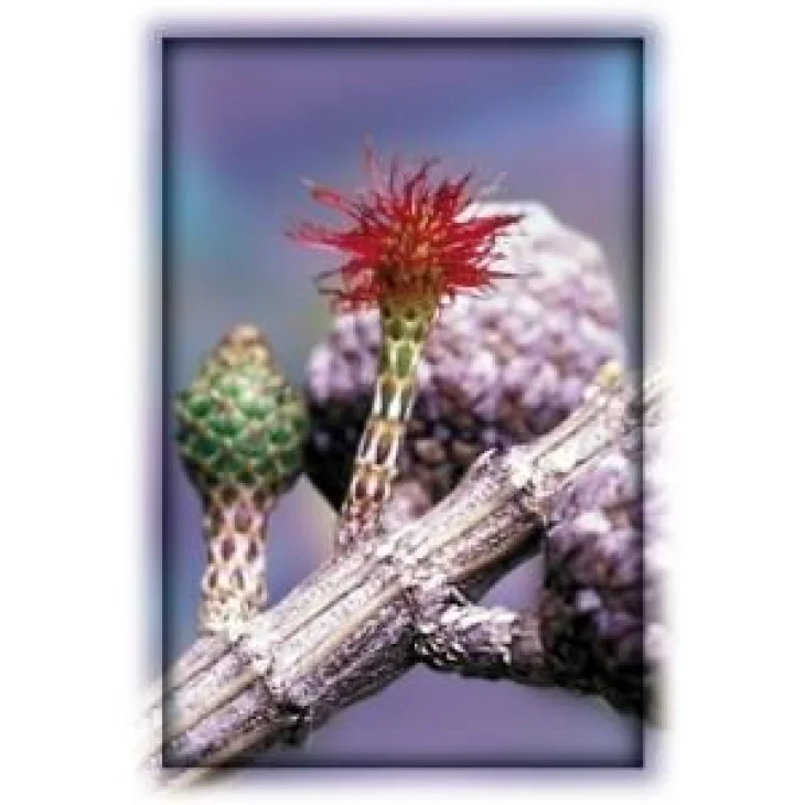 Australian Bush Flower She Oak Fiori Australiani contro Squilibri Ormonali Femminili