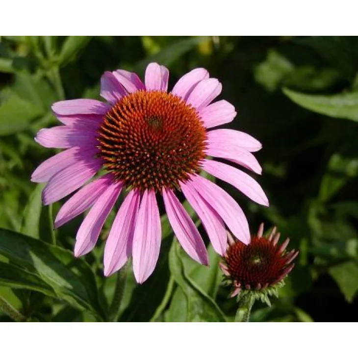 Adamah E.I.E. Echinacea Estratto Idroenzimatico Integratore Alimentare per le Vie Respiratorie 30 ml