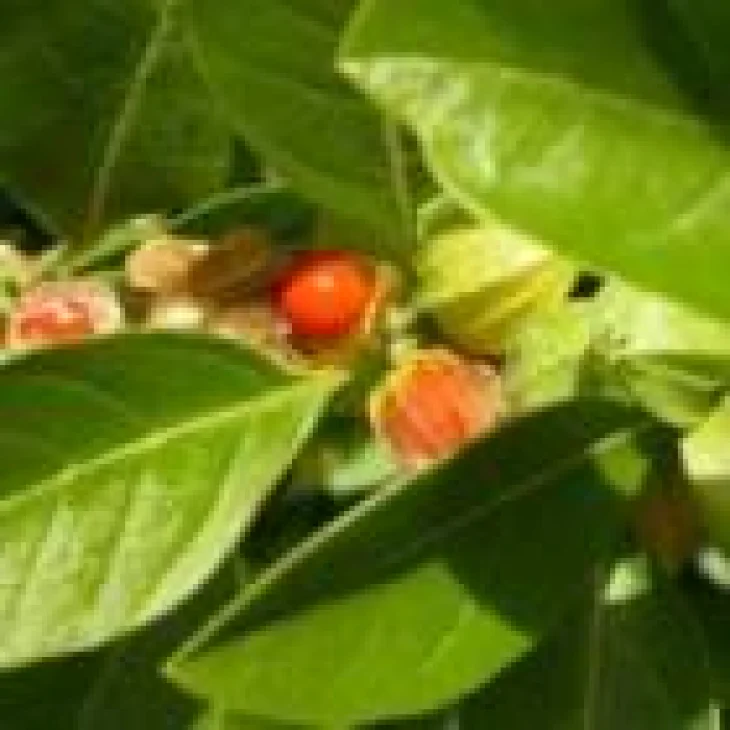 Adamah E.I.E. Withania Estratto Idroenzimatico Integratore Alimentare Contro Stress e Fatica Mentale 30 ml