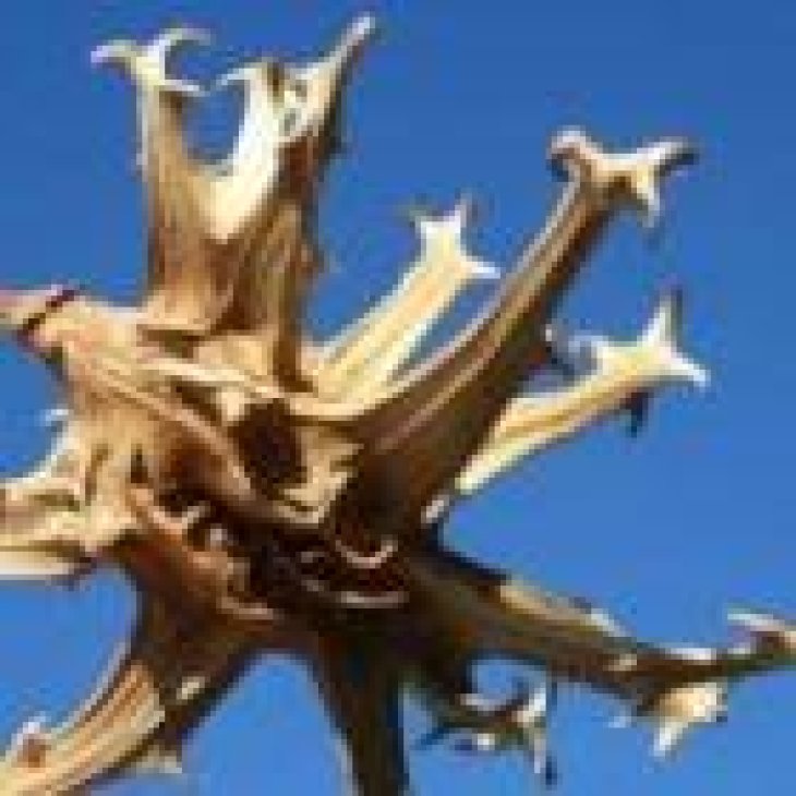 Adama E.I.E. Artiglio del Diavolo Estratto Idroenzimatico Integratore Alimentare per le Articolazioni