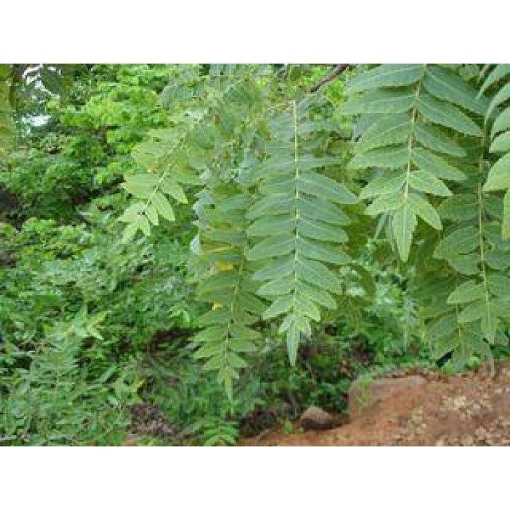 Adama E.I.E. Boswellia Estratto Idroenzimatico Integratore Alimentare per le Articolazioni e l'Apparato Digerente 30 ml