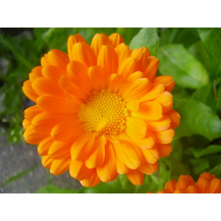 Adama E.I.E. Calendula Estratto Idroenzimatico Integratore Alimentare per  Gola Voce e Apparato Digerente
