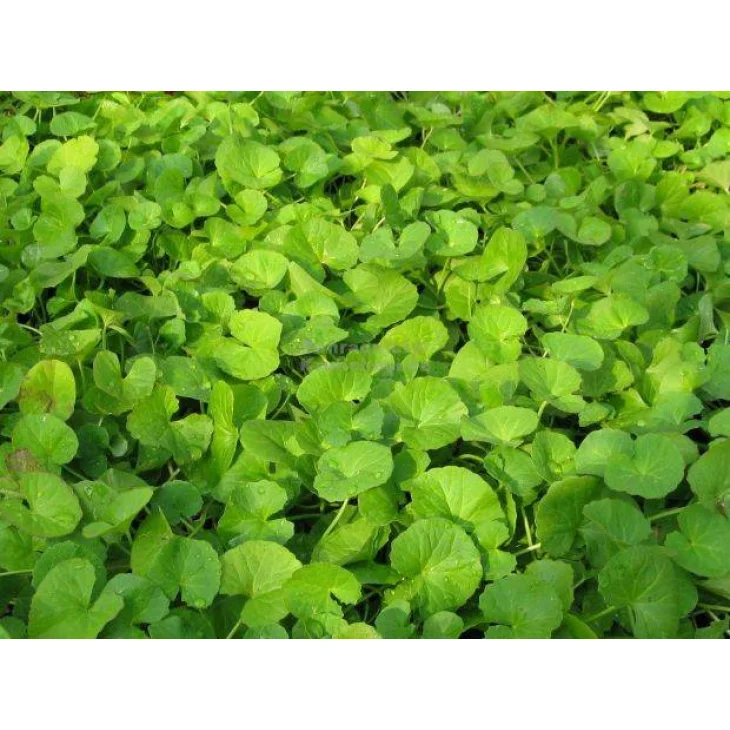 Adama E.I.E. Centella Estratto Idroenzimatico Integratore Alimentare per Microcircolo e Anticellulite