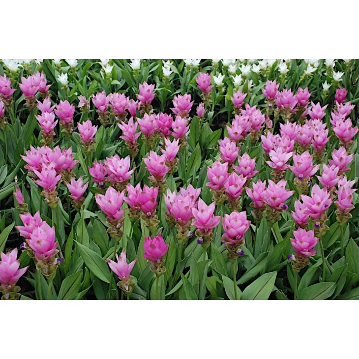 Adamah E.I.E. Curcuma Estratto Idroenzimatico Integratore Alimentare per Funzionalità Digestiva 30 ml