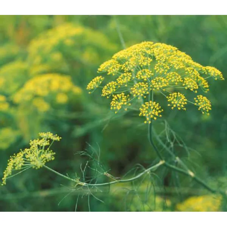 Adama E.I.E. Finocchio Estratto Idroenzimatico Integratore Alimentare per la Digestione