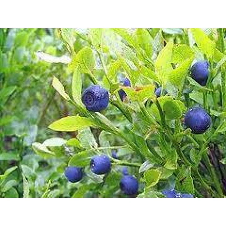 Adama E.I.E. Mirtillo Estratto Idroenzimatico Integratore Alimentare Antiossidante per la Vista la Digestione e le Vie Urinarie