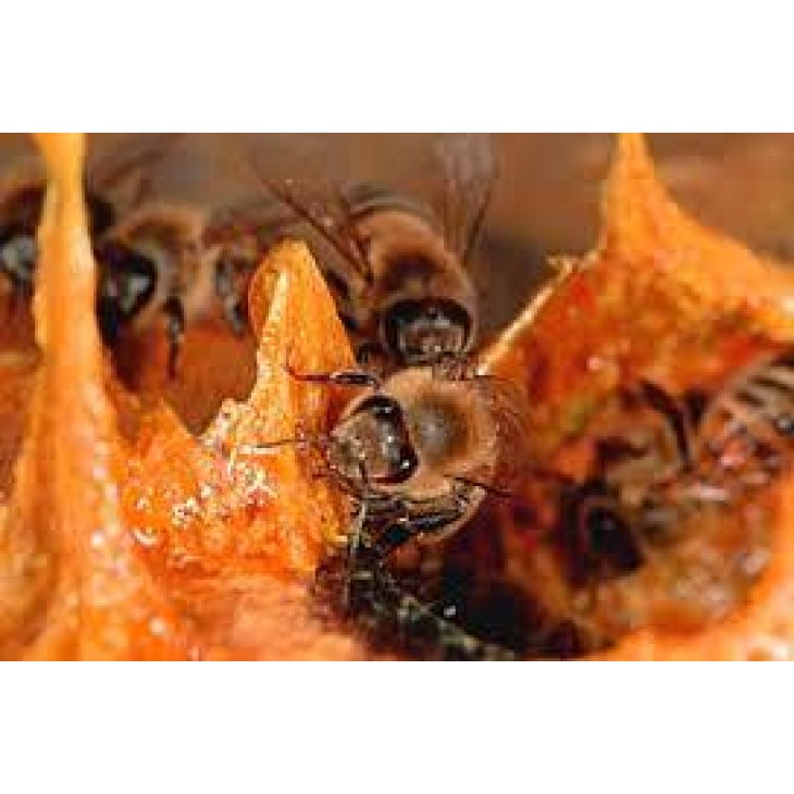 Adama E.I.E. Propoli Estratto Idroenzimatico Integratore Alimentare per le Difese dell'Organismo Naso e Gola