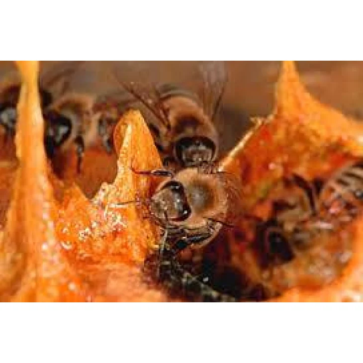 Adama E.I.E. Propoli Estratto Idroenzimatico Integratore Alimentare per le Difese dell'Organismo Naso e Gola