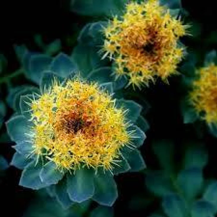 Adama E.I.E. Rhodiola Estratto Idroenzimatico Integratore Alimentare per Umore e Stanchezza