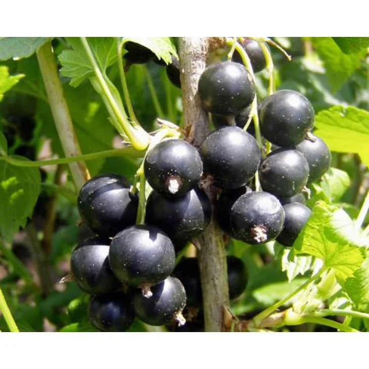 Adama E.I.E. Ribes Nero Estratto Idroenzimatico Integratore Alimentare per Naso Gola e Articolazioni 30 ml