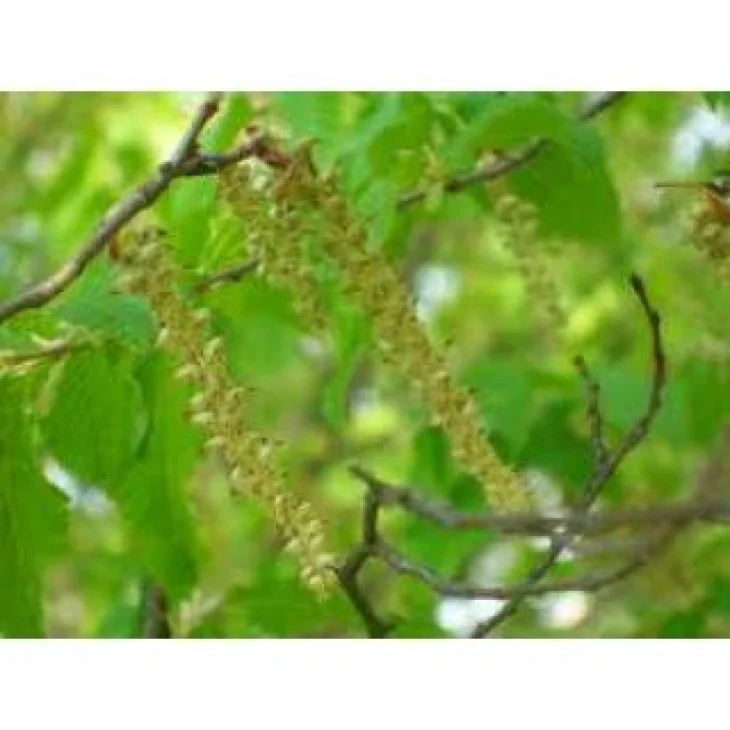 Schwabe Pharma Beech Fiore di Bach "Tolleranza e Comprensione" 20 ml