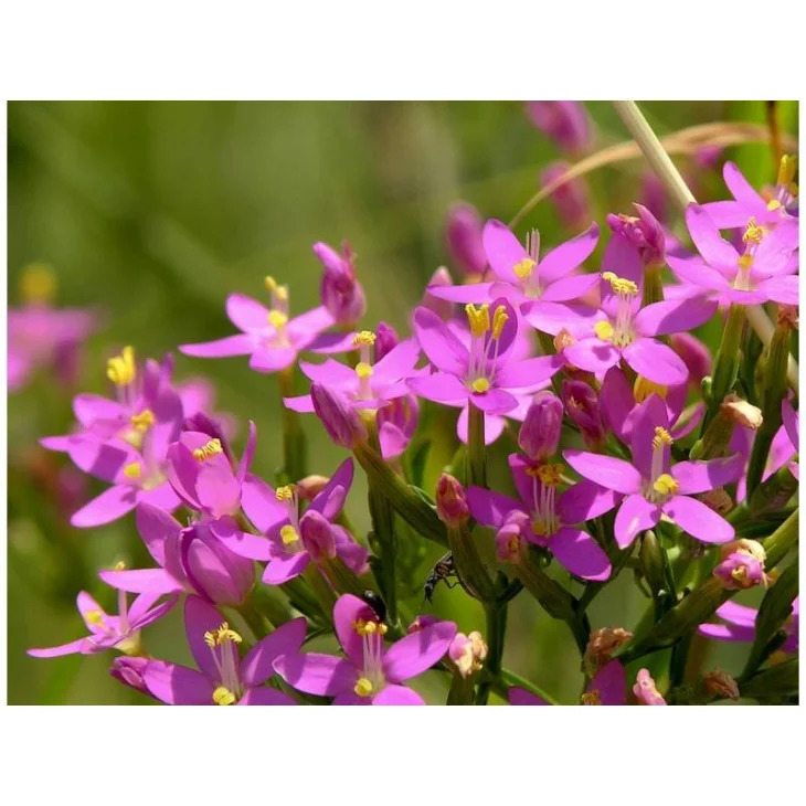 Schwabe Pharma Centaury Fiore di Bach "Rafforzamento di sè"