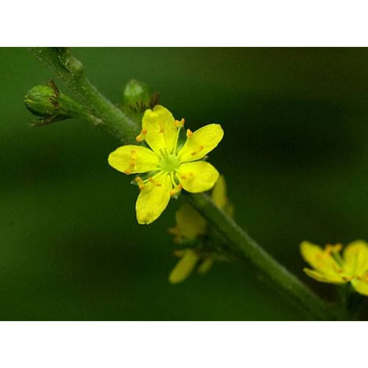 Schwabe Pharma Agrimony Fiore di Bach "Liberare la propria immagine" 20 ml