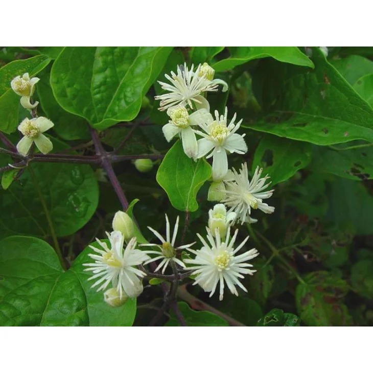 Schwabe Pharma Clematis Fiore di Bach "Rapporto realistico con la Creatività" 20 ml