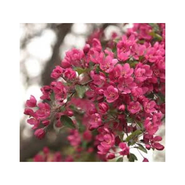 Schwabe Pharma Crab Apple Fiore di Bach "Pulizia dell'Ordine Interiore" 20 ml