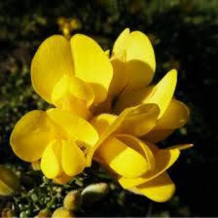 Schwabe Pharma Gorse Fiore di Bach "Speranza nel Meglio" 20 ml