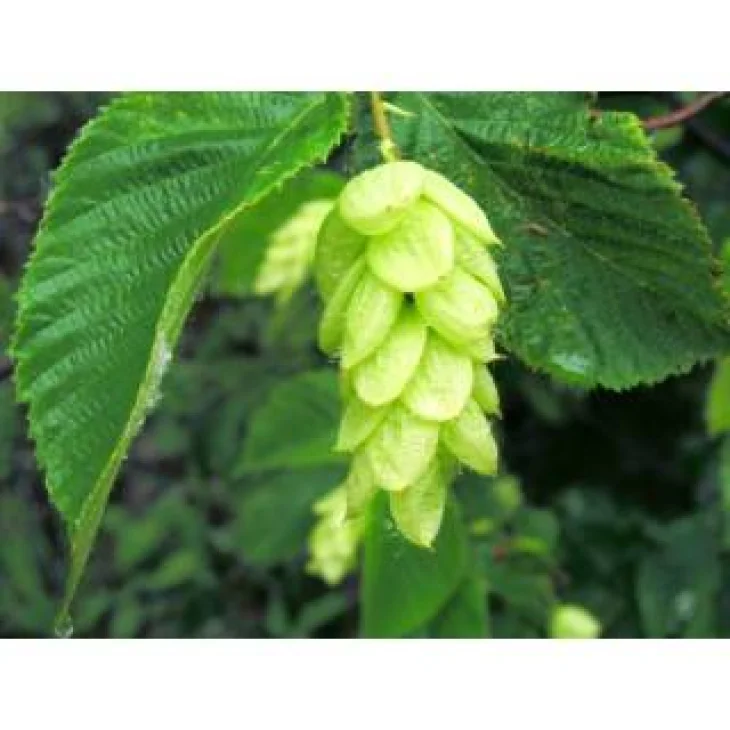 Schwabe Pharma Hornbeam Fiore di Bach "Spirito Fresco e Forza d'Azione" 20 ml