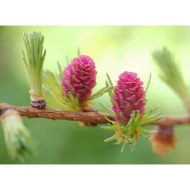 Schwabe Pharma Larch Fiore di Bach 20 ml