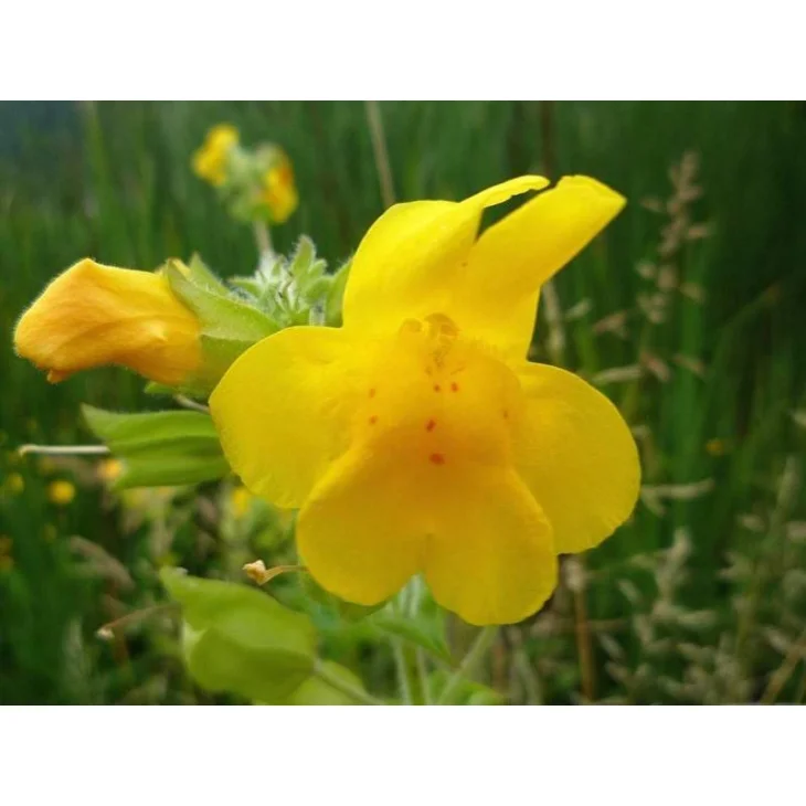 Schwabe Pharma Mimulus Fiore di Bach Coraggio e Fiducia 20 ml