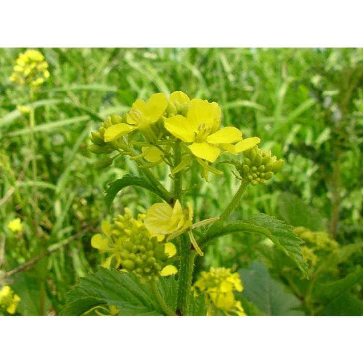 Schwabe Pharma Mustard Fiore di Bach "Felicità e Serenità" 20 ml