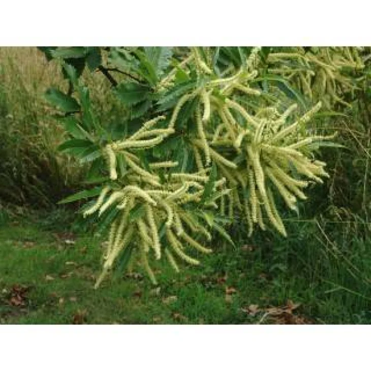 Schwabe Pharma Sweet Chestnut Fiore di Bach 20 ml