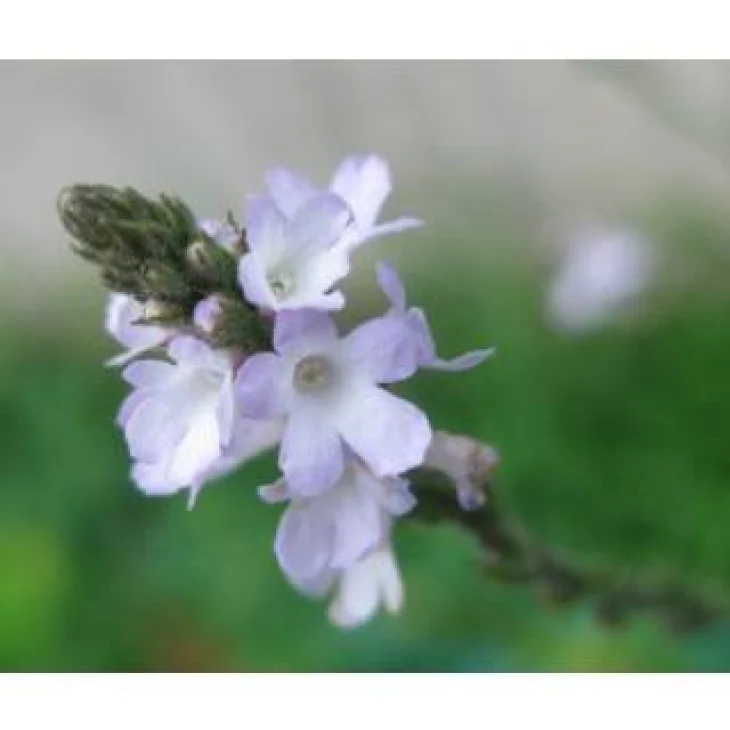 Schwabe Pharma Vervain Fiore di Bach "Idealismo e Disciplina" 20 ml