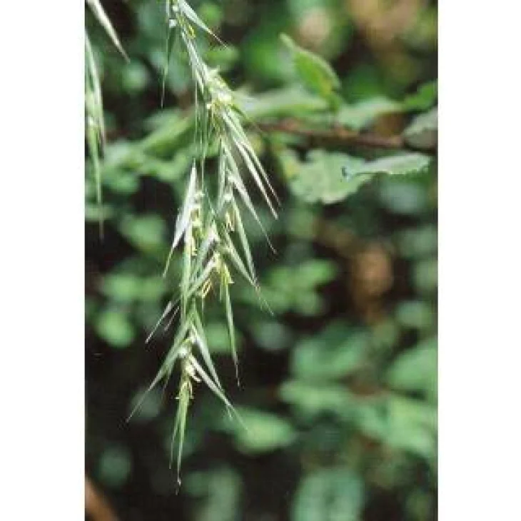 Schwabe Pharma Wild Oat Fiore di Bach "Trovare Sè Stessi"