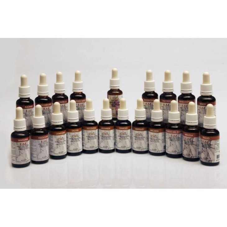 Adama E.I.E. Astragalo Estratto Idroenzimatico Integratore Alimentare per Sistema Immunitario
