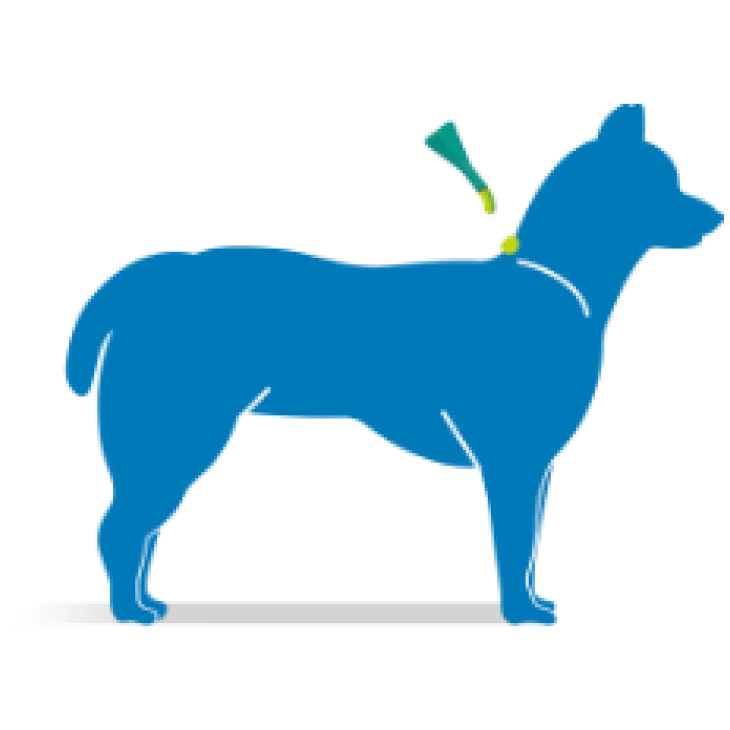 Frontline Combo Spot On Antiparassitario per Cani 10-20 kg 3 pipette