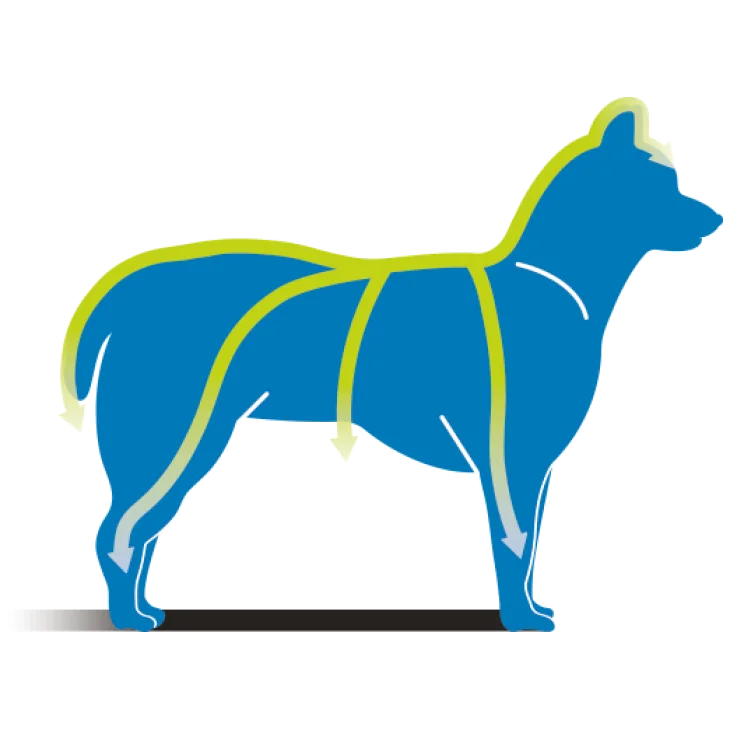 Frontline Combo Spot On Antiparassitario per Cani 10-20 kg 3 pipette