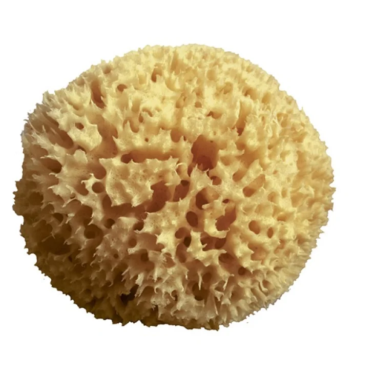 Spugna Arcipelago Mediterraneo Naturale 12 Spugna Arcipelago Mediterraneo Naturale 12