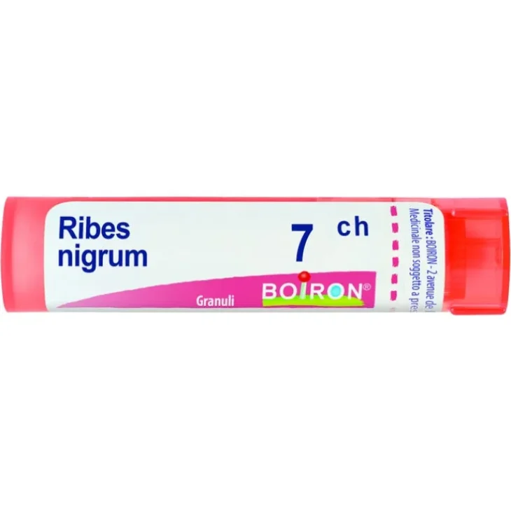 RIBES NIGRUM 7CH GR