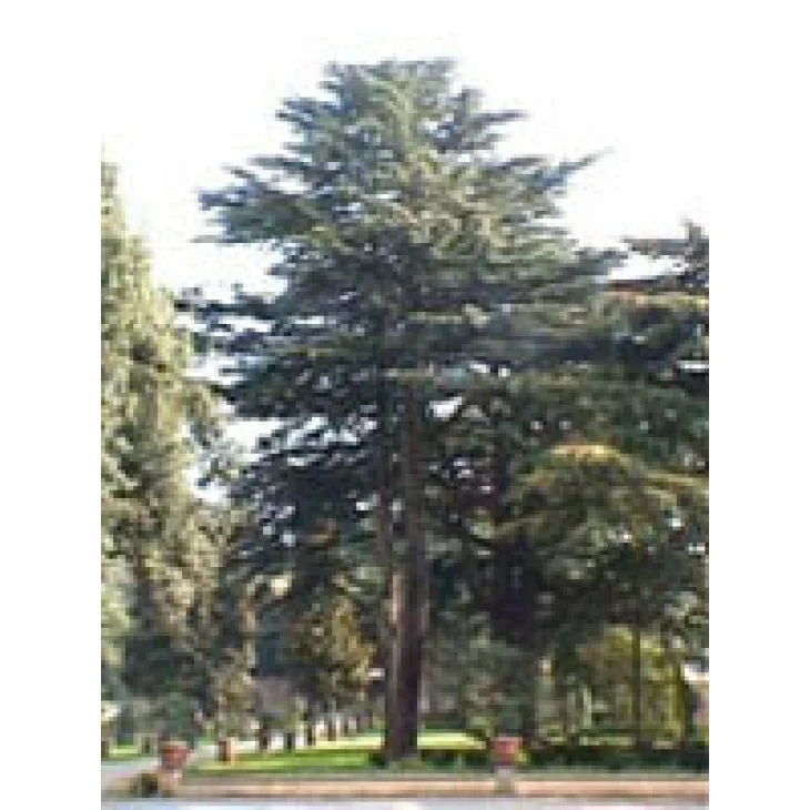 MSA CEDRUS LIBANI 50 ML