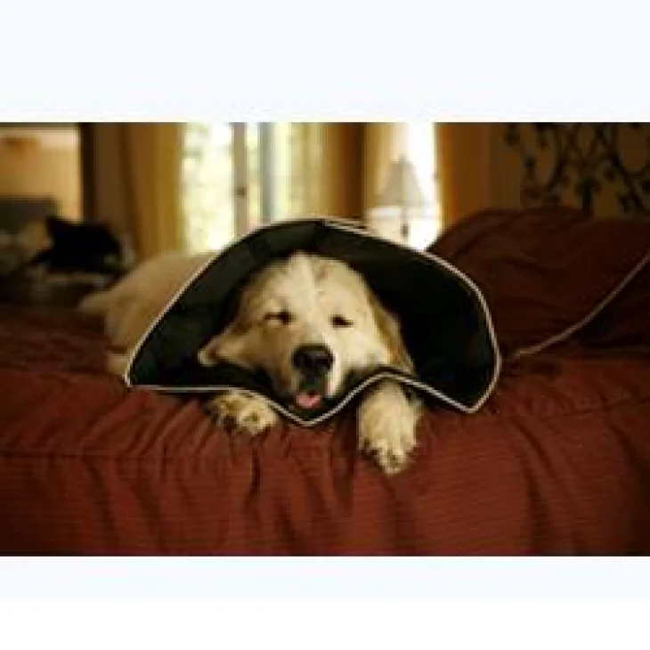 Candioli Comfy Cone Collare elisabettiano per cani e gatti XS Diametro 11 cm