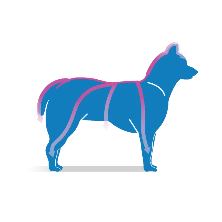 Frontline Tri-Act Antiparassitario per cani 3 pipette - Formato: 0.5 ml (peso da 2 a 5 kg)