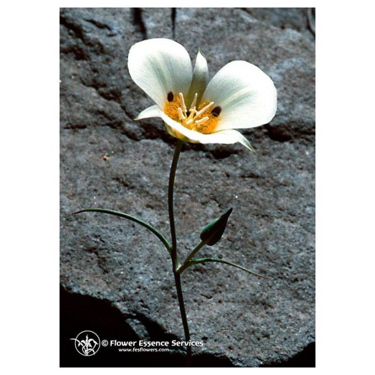 Essenza Singola Californiana Fes Mariposa Lily (Calochortus Leichtlinii) 7,4 ml