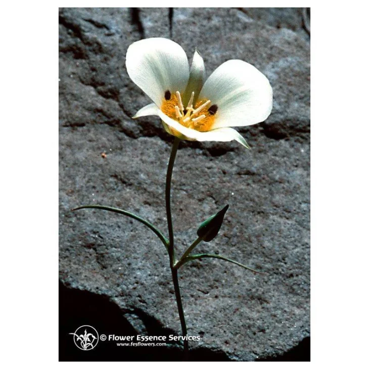 Essenza Singola Californiana Fes Mariposa Lily (Calochortus Leichtlinii) 7,4 ml