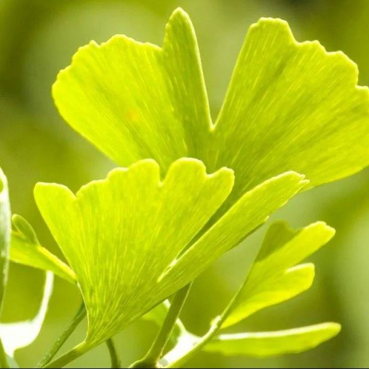 Adama E.I.E. Ginkgo Estratto Idroenzimatico Integratore Antiossidante per Memoria e Microcircolo 60 ml