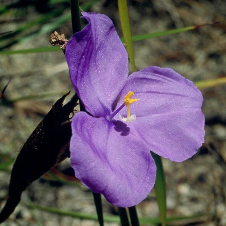 Australian Bush Flowers Essenza Singola Bush Iris Gocce 15Ml