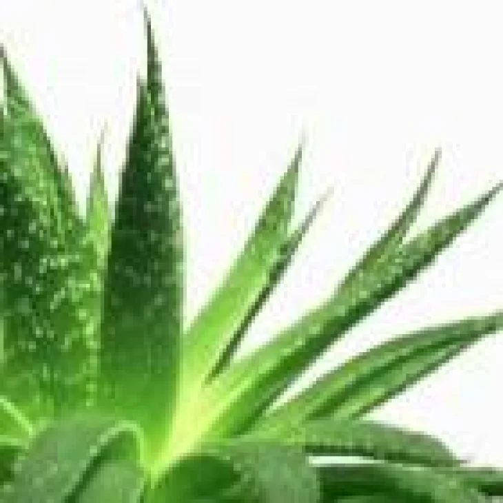 Adamah E.I.E. Aloe Vera Estratto Idroenzimatico Integratore Alimentare per Funzionalità Digestiva e Depurativa 60 ml