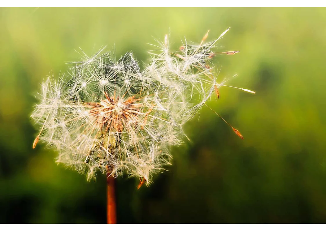Allergie stagionali: perché i nostri sintomi peggiorano ogni anno Allergie stagionali: perché i nostri sintomi peggiorano ogni anno