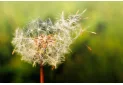 Allergie stagionali: perché i nostri sintomi peggiorano ogni anno