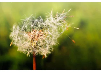 Allergie stagionali: perché i nostri sintomi peggiorano ogni anno