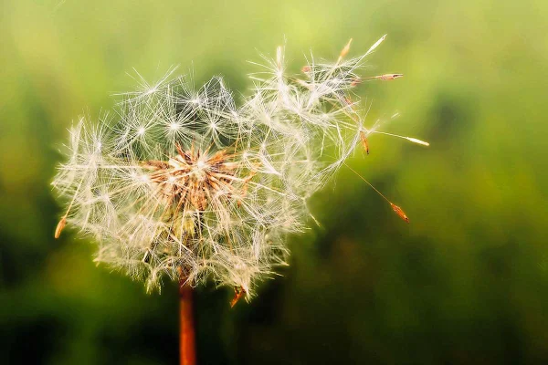Allergie stagionali: perché i nostri sintomi peggiorano ogni anno