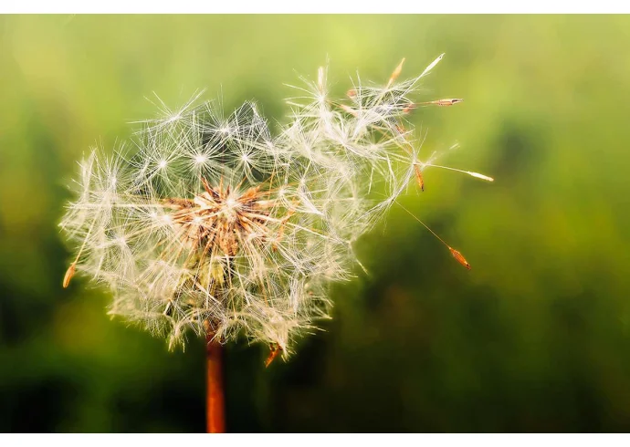 Allergie stagionali: perché i nostri sintomi peggiorano ogni anno Allergie stagionali: perché i nostri sintomi peggiorano ogni anno