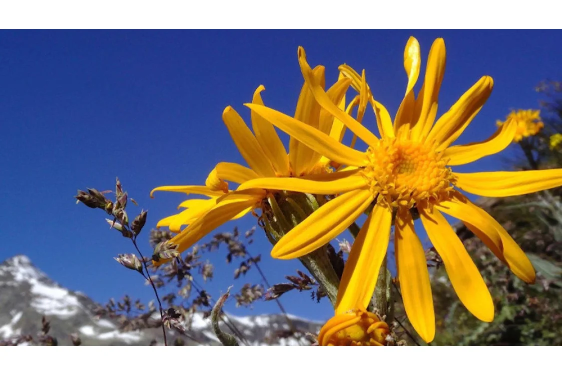 Alla scoperta dell'Arnica Montana