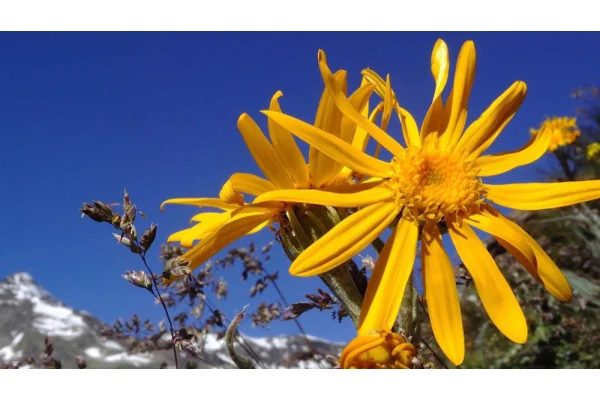 Alla scoperta dell'Arnica Montana